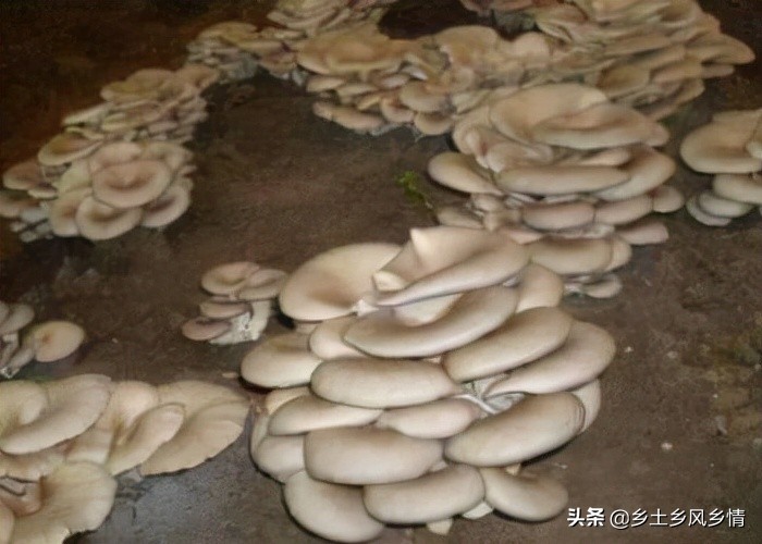 怎么用稻草种平菇,用稻草种平菇最佳配方