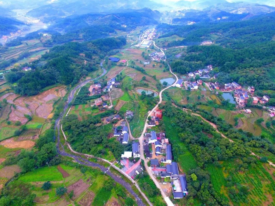 商城县汪岗镇:″三季茶的致富经