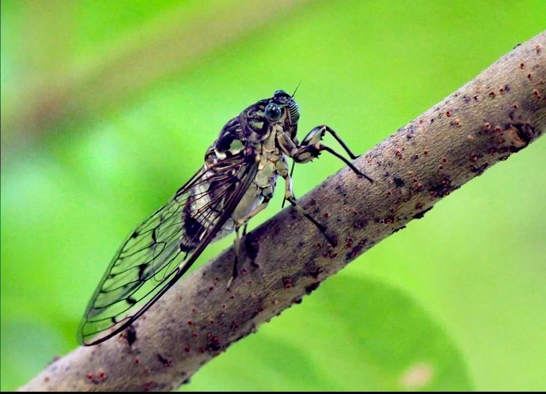 太极练功札记5,太极拳修行日志6式