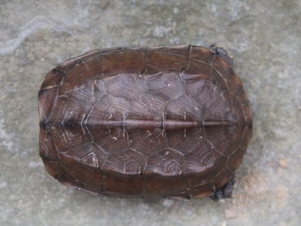 养龟半年感悟,养龟的经验和感悟