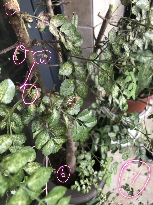 白蜡树叶子枯萎是什么原因,白蜡树叶片枯萎怎么救活