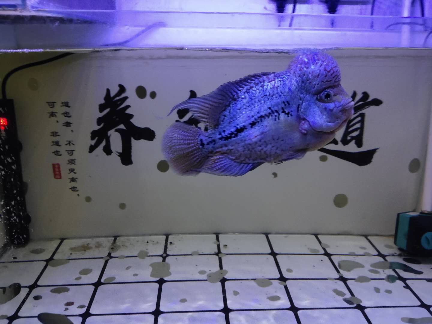 鱼缸换水后为什么还是很臭,鱼缸换水后鱼老是死