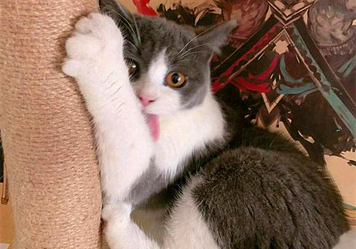 猫咪感冒咳嗽和猫鼻支区别,猫咪咳嗽也是因为猫鼻支吗