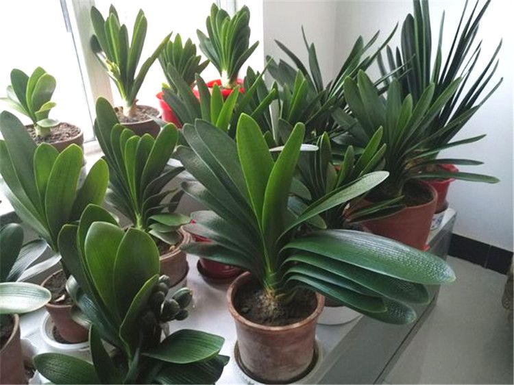 李大姐养君子兰，年年开大花，有吉祥好兆头，原来是她做对5件事