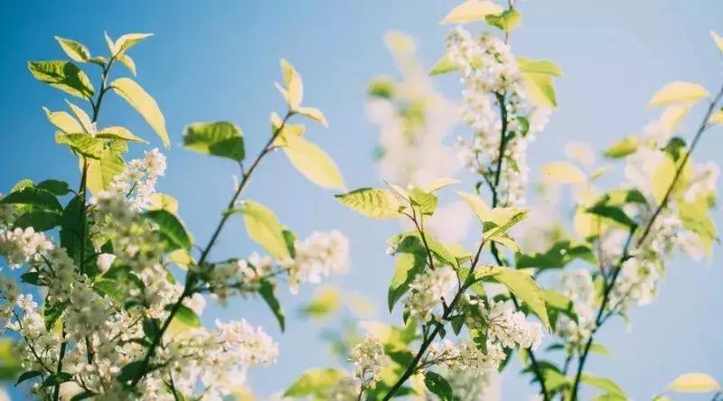 描写夏天景色的好词好句好段,有鸽子的夏天好词好句好段