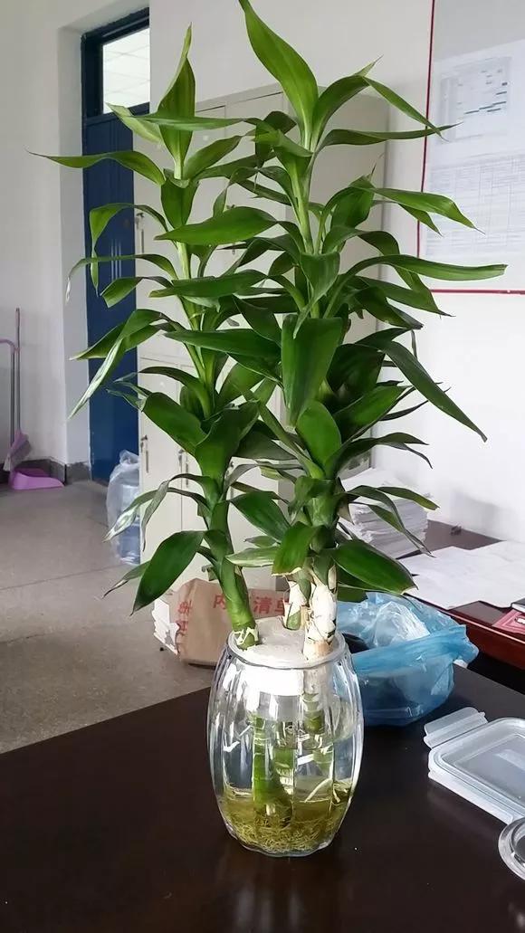 家里养的富贵竹,突然就烂根了,3种正确处理方式,预防烂根