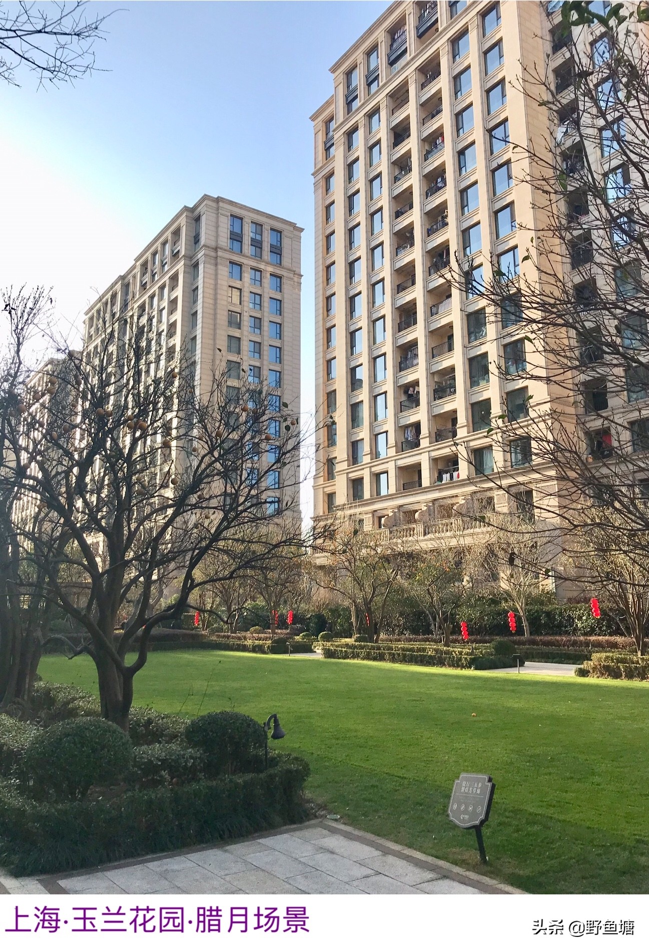 珍妮花花语,珍妮花英语名字