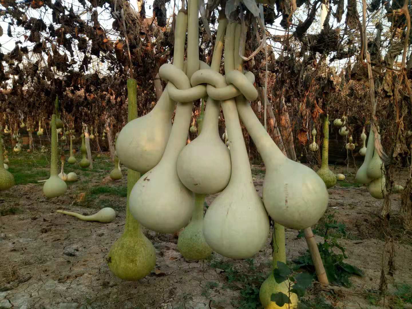 鱼台葫芦王,鱼台葫芦基地