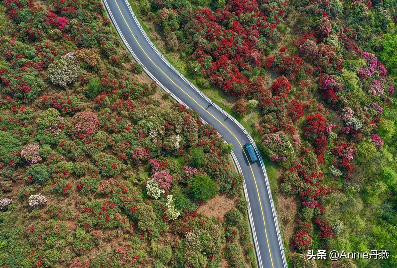 百里杜鹃花开如海,百里杜鹃百里盛开