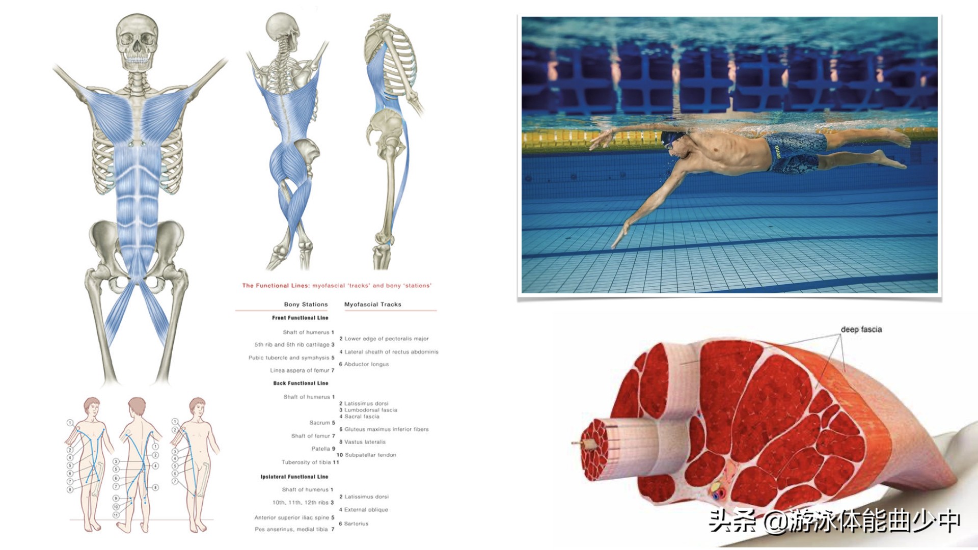 专业游泳训练后肌肉放松教程,游泳能放松深层肌肉吗
