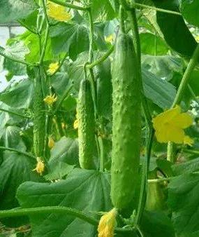 蔬菜美容护肤方法,美容蔬菜排行榜