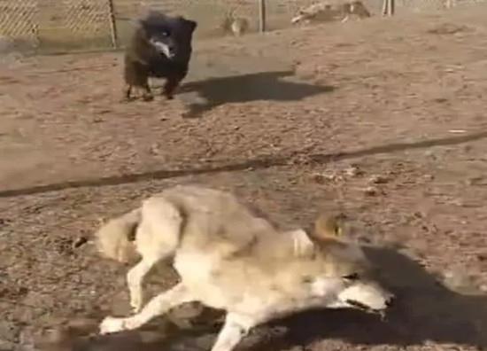 藏獒炒作事件,藏獒炒作之路