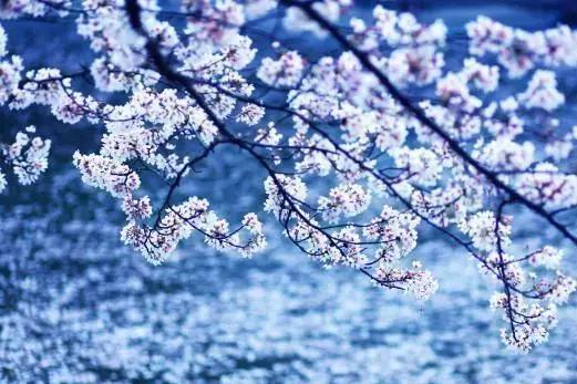 染井吉野樱花江浙沪,染井吉野樱花期10天