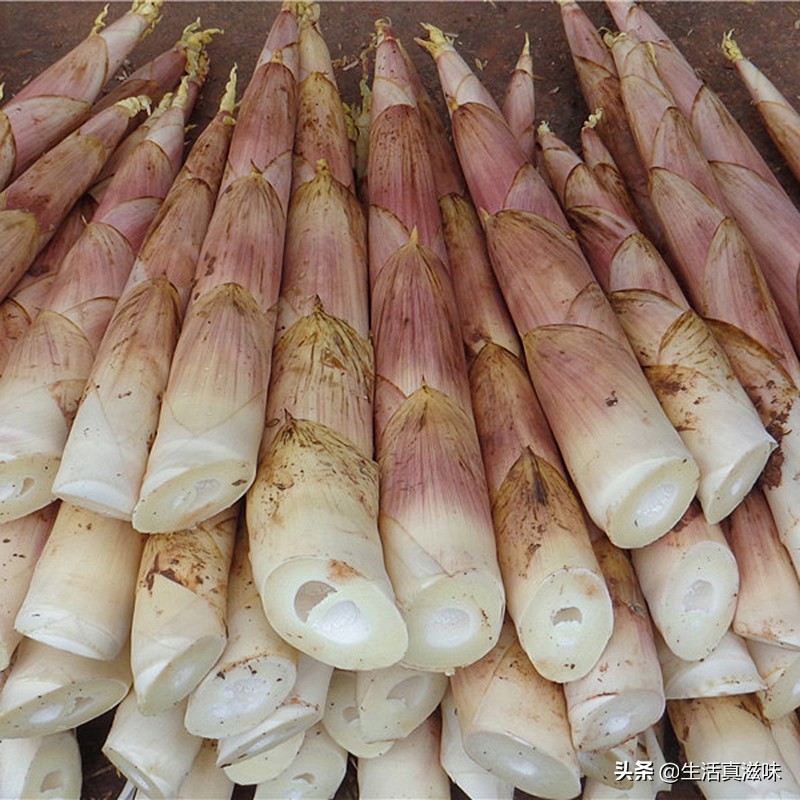 适合这个季节吃的笋,什么笋最适合春天吃