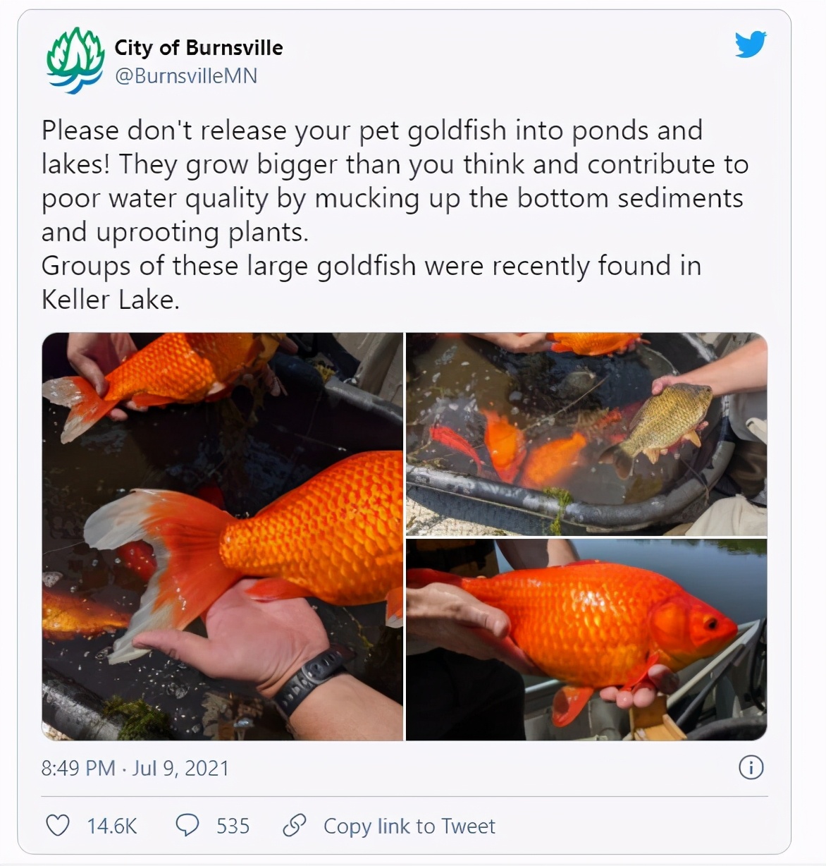 超大金鱼观赏鱼,巨型观赏鱼金鱼