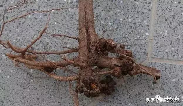 桃树根癌,桃树根腐病治疗方案