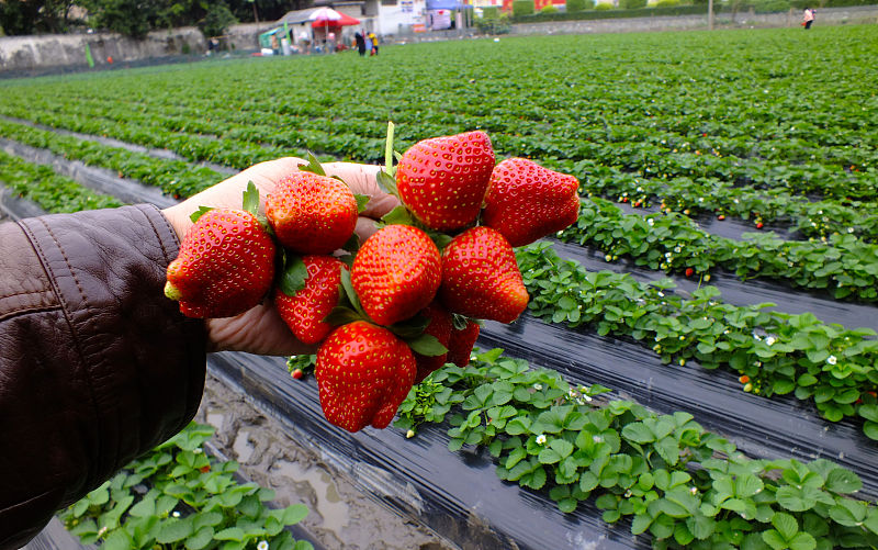 草莓的种植方法的小妙招,草莓种植怎样施肥草莓才能长得大