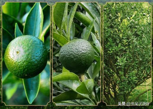 不贪小便宜，不交智商税，阿呆教你如何挑小青柑