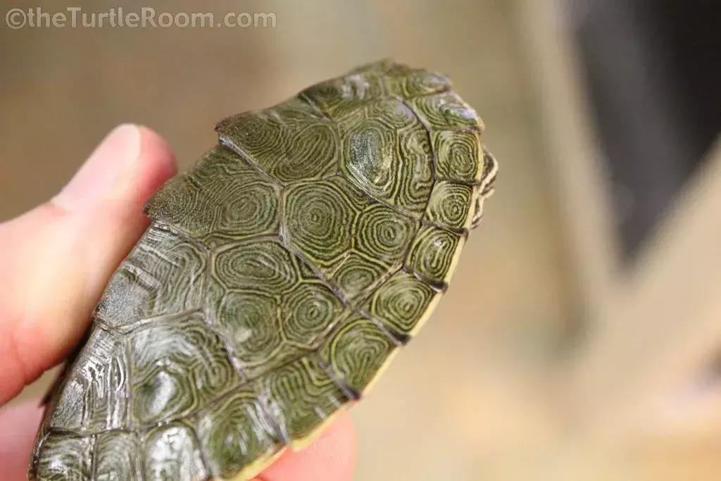 地图龟6-7厘米是成年龟吗,地图龟12cm成年了么