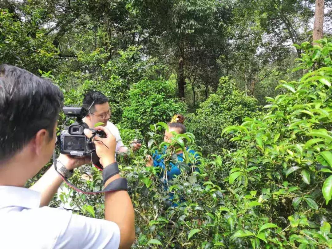 云南省普洱茶十大名茶,云南绿色食品十强评选办法