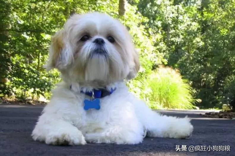 战斗力最强的土狗是什么品种,这40种土狗其实都是超酷的品种犬