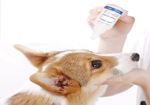 家狗感冒自己痊愈,狗狗感冒怎么治疗最有效