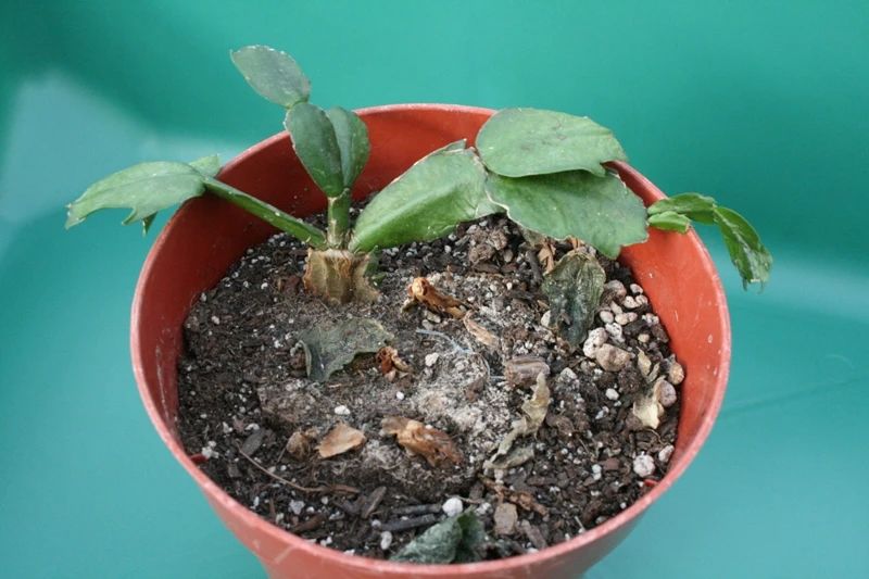 室内增加空气湿度的最佳植物,增加室内湿度最有效的方法