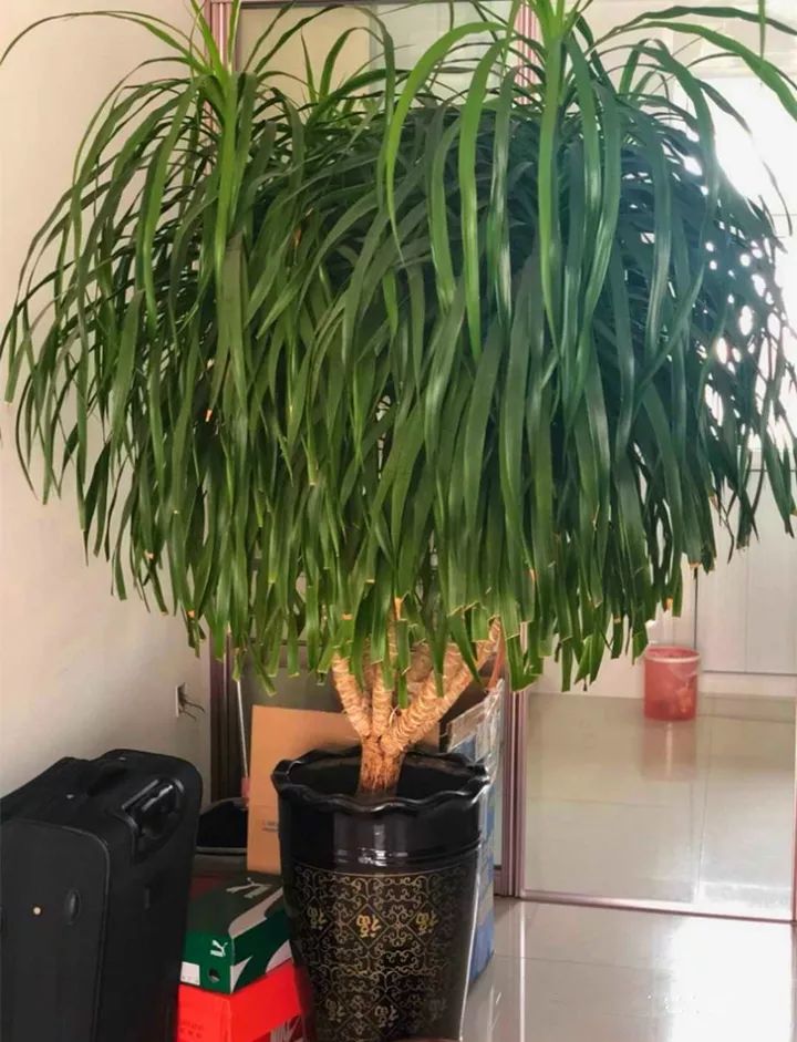 什么花放在家里最好看最实用,放家里风水好又好养的花有哪些