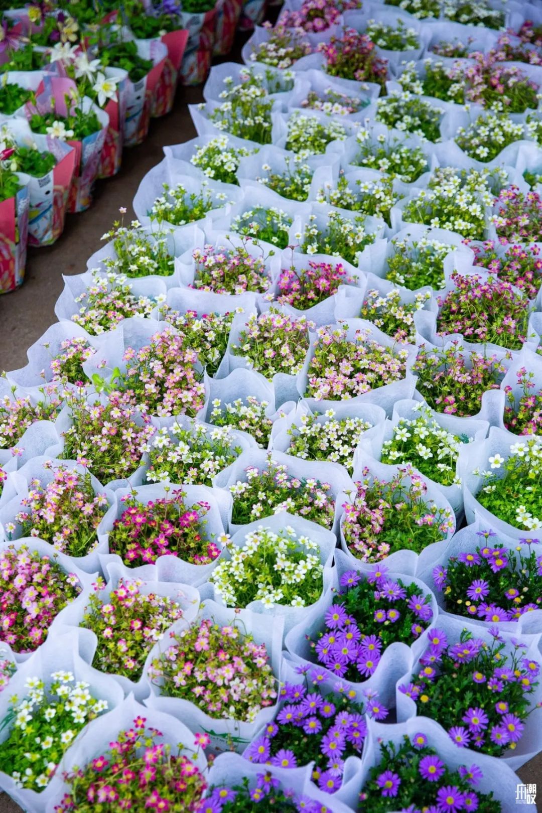 深夜去广州的花卉市场买花,如何逛斗南花卉市场买花便宜