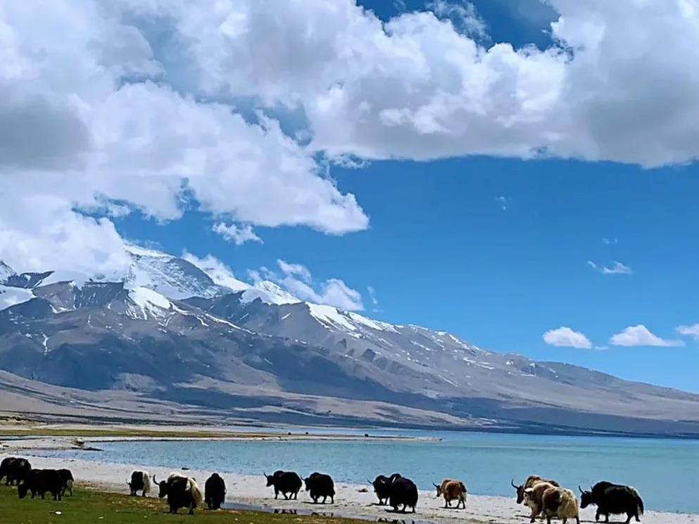 补阴虚的代茶饮方,补阴补阳两味药搭配