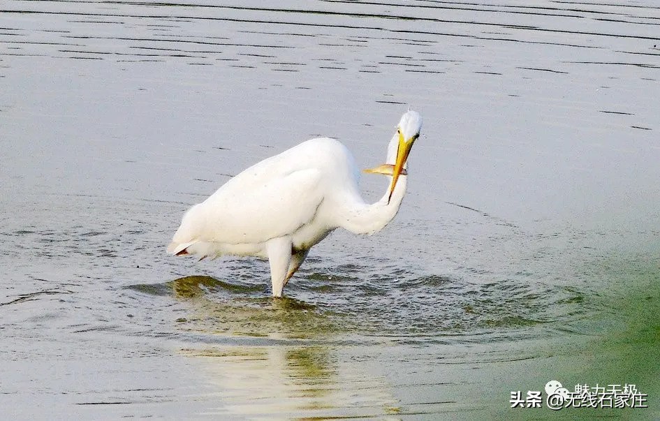 澶х編鏃犳瀬楂樻竻鐩存挱,澶х編鏃犳瀬