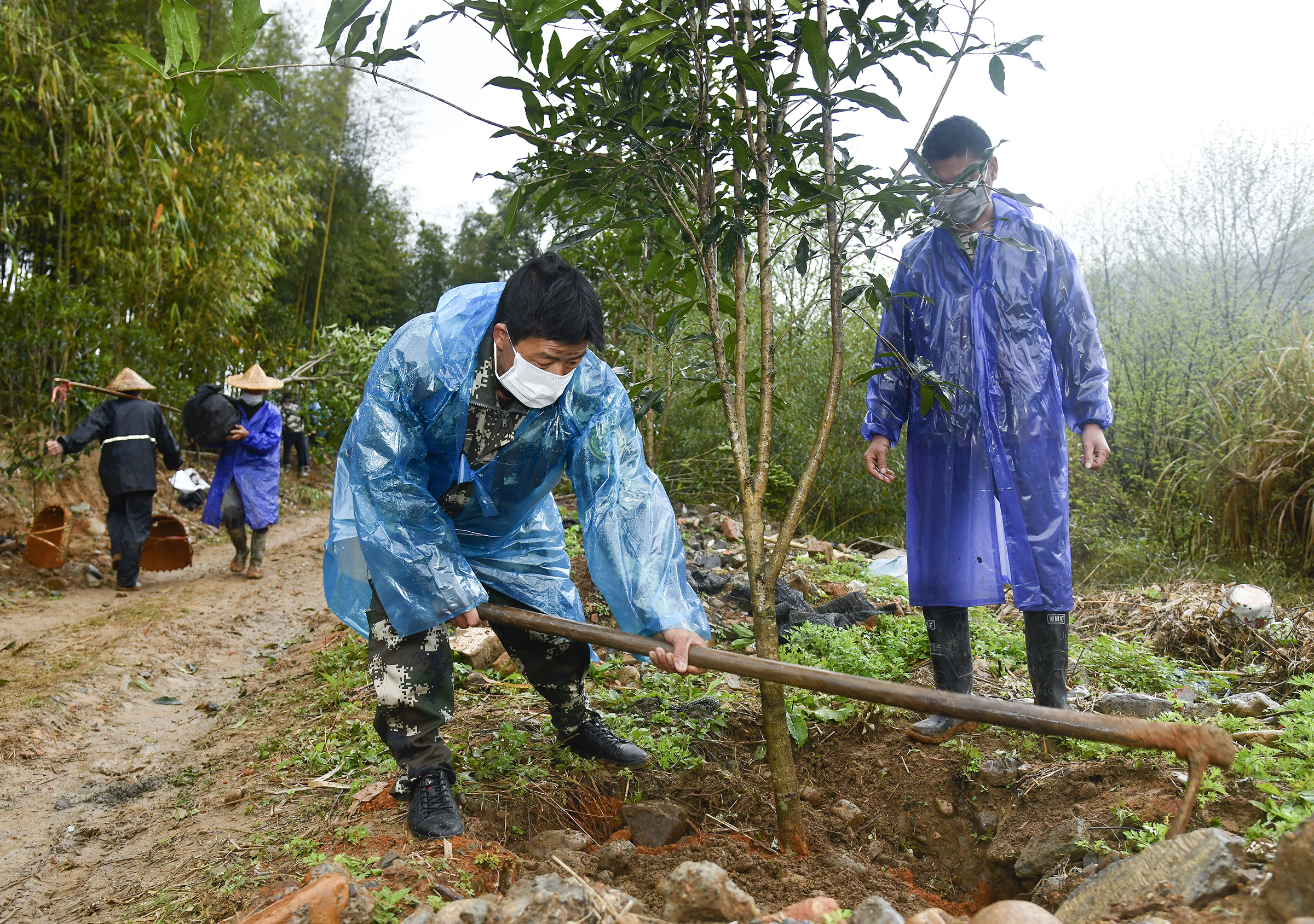福建松材线虫病,植树造林抗击病毒