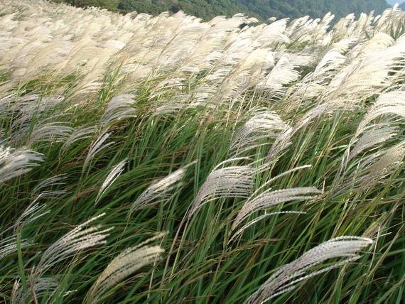 芒种的田园生活,芒种一年中最危险的日子