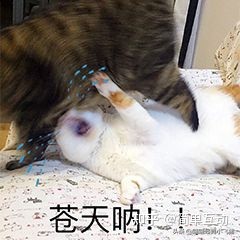 googleads广告是美元吗,googleads如何投放广告