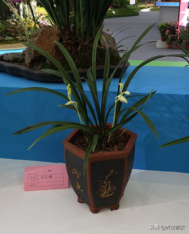 10大兰花品种你见过几个,兰花最好的十大品种