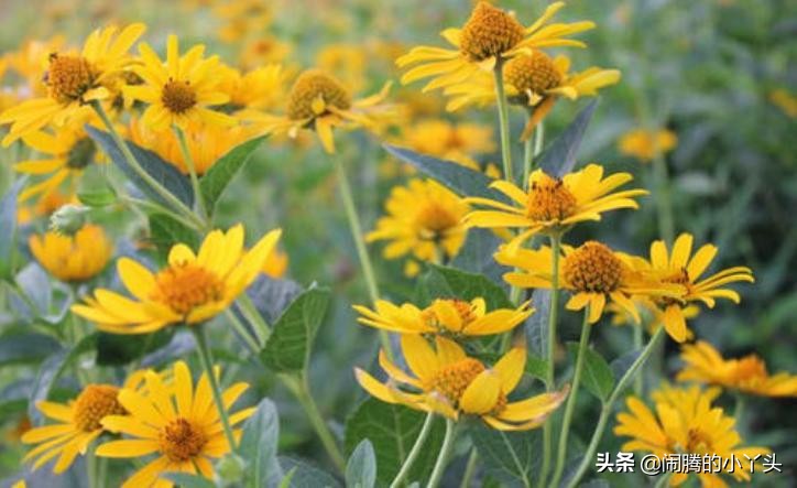 菊芋花开金灿烂，洋姜高洁清雅语