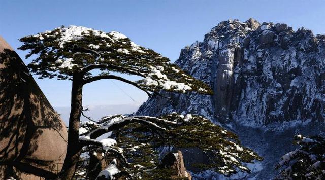 “岁寒三友”之松:大雪压青松,青松挺且直