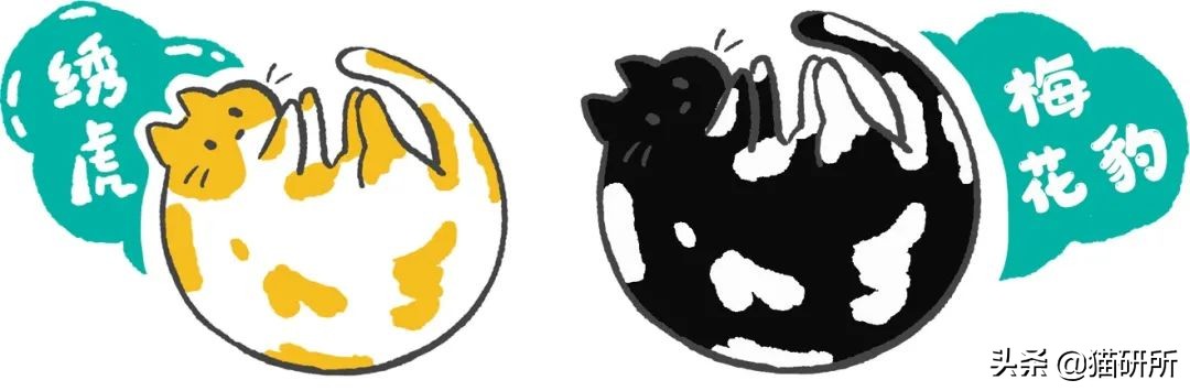 各种花色的猫在古代怎么称呼,猫咪在古代有哪些称呼呢