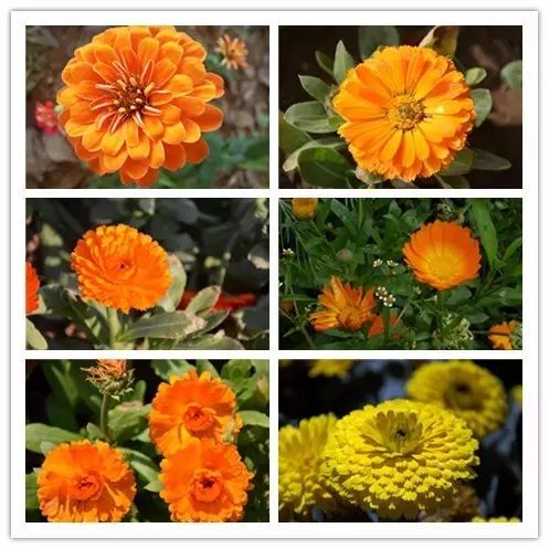 北方喜阴的室内植物花卉有哪些,喜阴耐寒的室外花卉植物有哪些