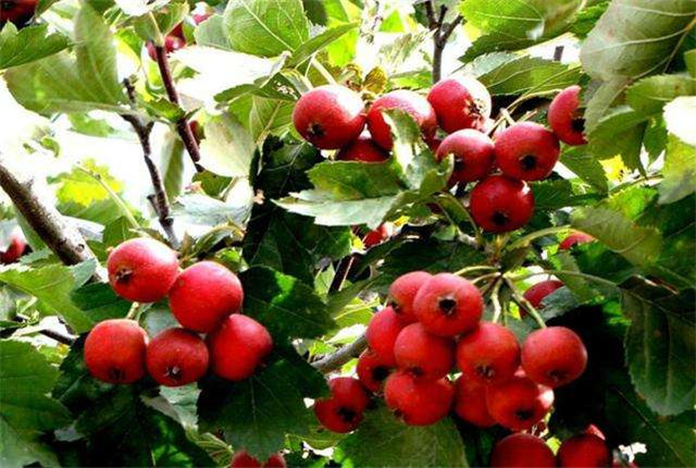山楂栽培技术及副作用,山楂栽培方法