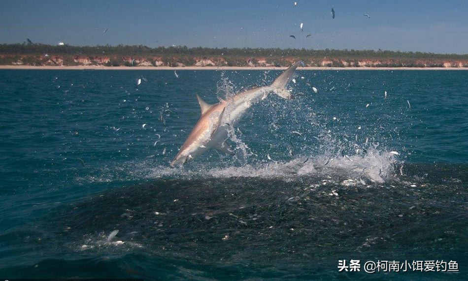 野钓窝点有鱼但不吃饵,钓鱼窝点有鱼怎么办