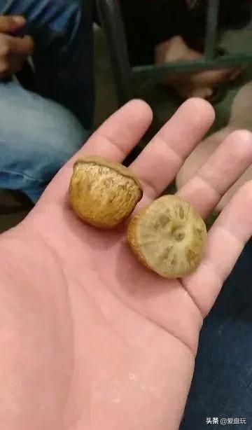 栗子，也能玩？这算啥，看看我玩的