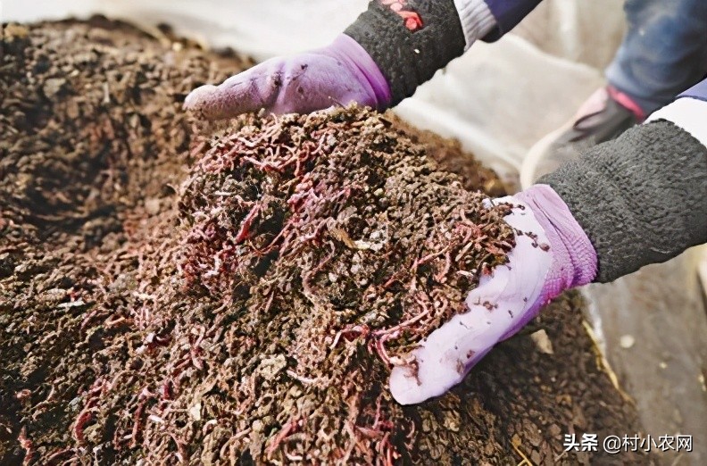 农民回乡种田种植粮食发展养殖,农村女大学毕业回乡创业养殖