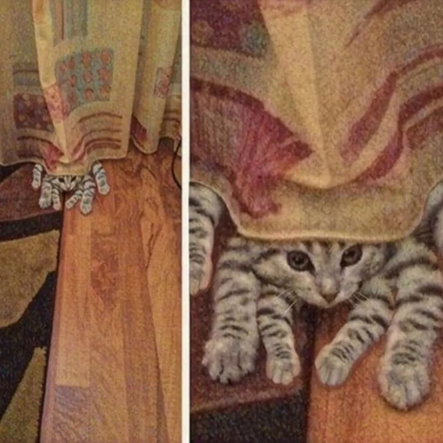 猫是液体的证据找到了吗,猫难道真的是液体吗