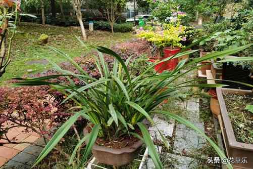 蕙兰叶子怎样塑形,蕙兰怎么养才开花多