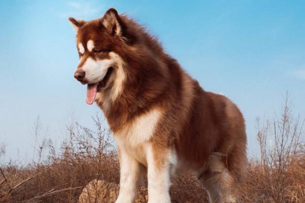 盘点各种狗狗冬天怕冷,哪些狗狗冬天要保暖