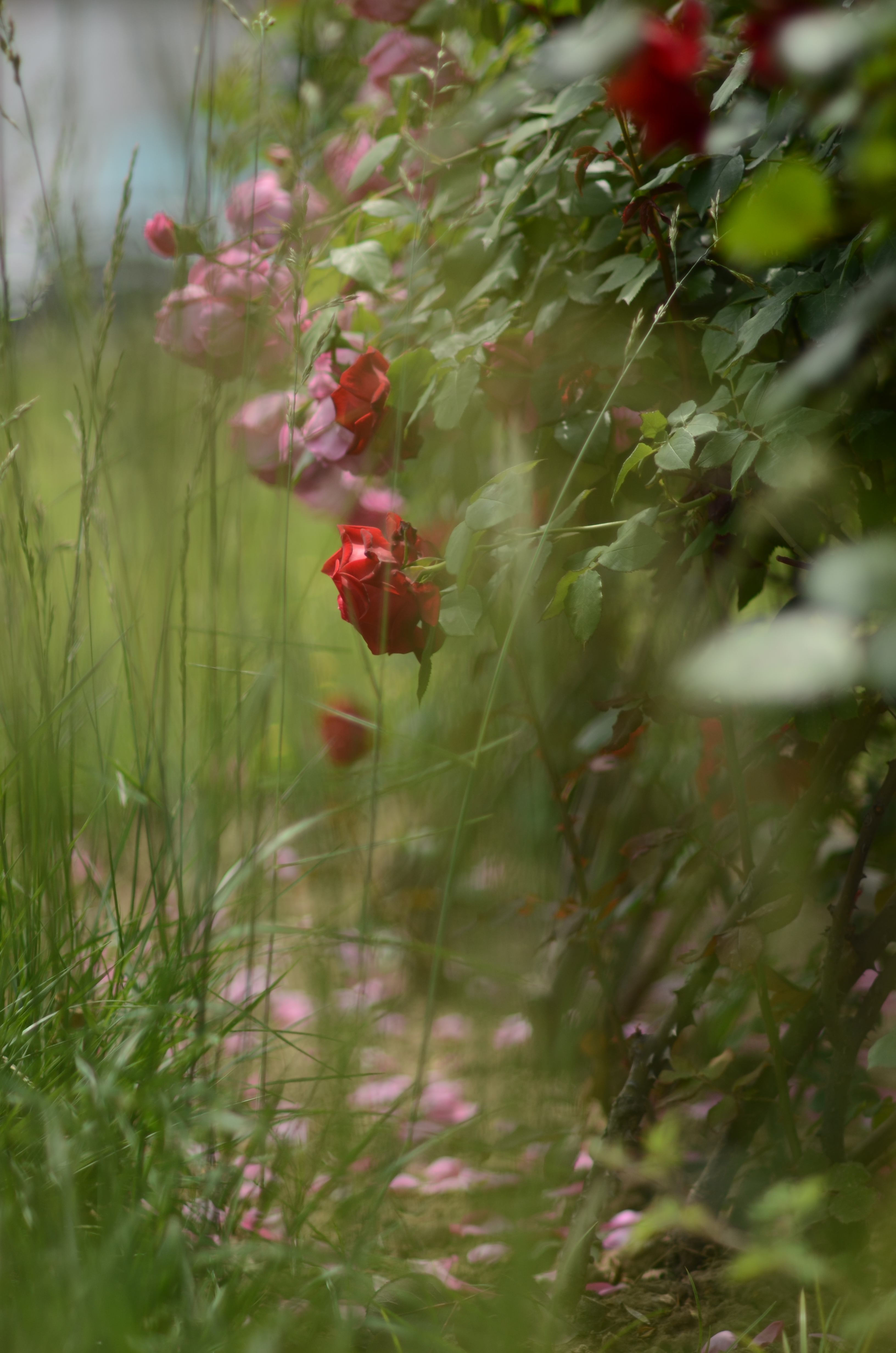 人像风景定焦镜头推荐,人像镜头拍花