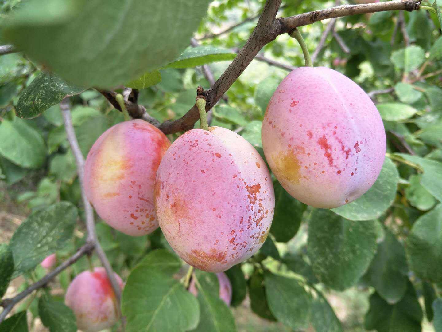 果农滞销为什么要帮忙买,瓜果滞销的背后竟然是这样的原因