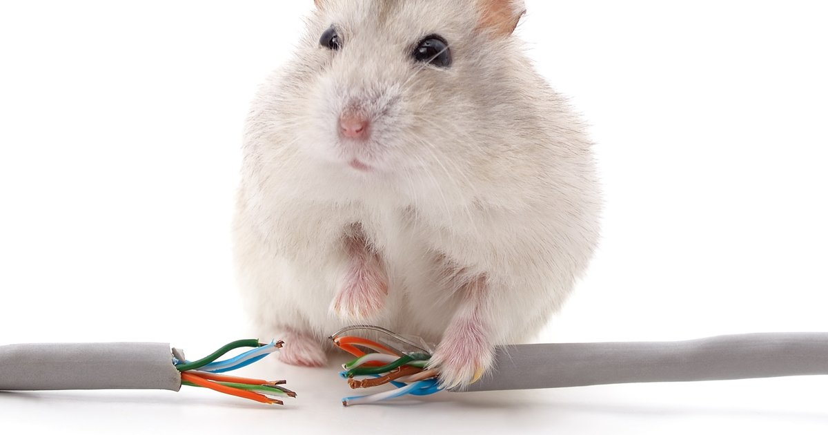 澳大利亚鼠灾泛滥引进猫,猫咪对抗鼠灾