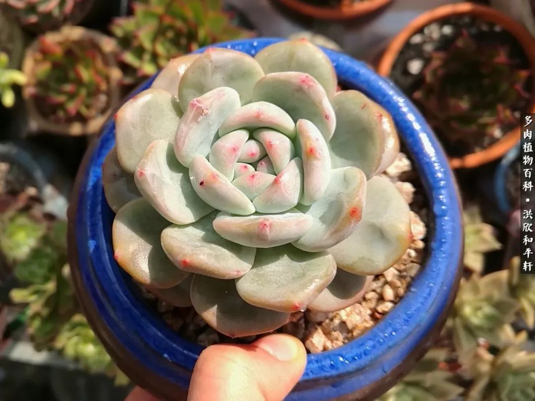 多肉的四季轮回,四季轮回多肉